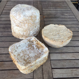 Early mycelium and agricultural waste packaging study