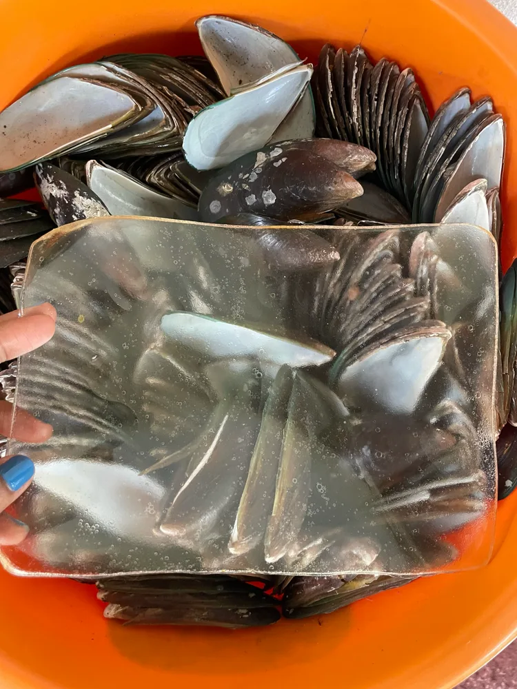 Mollusc shells collected for coastal material research in Goa