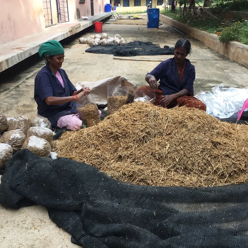 Two women seated beside a pile of agricultural waste, preparing material for Insulium research