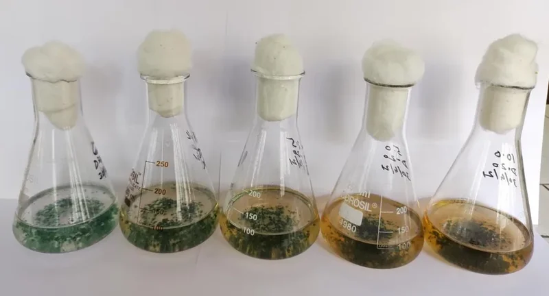 Five glass flasks containing differently coloured cultures from Botto's pigment research