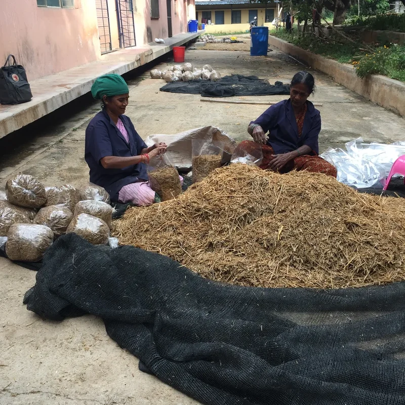 Two women sorting agricultural stalks by hand