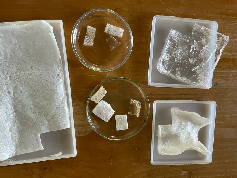 Cellulose studies arranged in laboratory dishes and trays